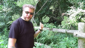 Noxious Plant and Wild Edible - Cow Parsnip