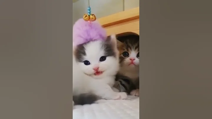 nice cat - @shorts - ALL ROUNDER NATURE SOUNDS