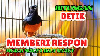 DALAM HITUNGAN DETIK, MURAI MALES JADI GACOR DENGAR PANCINGAN MURAI INI❗❗