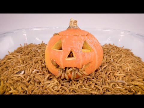 10 000 Mealworms vs HALLOWEEN PUMPKIN