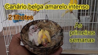 Canário Amarelo intenso/ nasceu um filhote branco