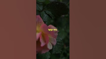 الشيخ عبدالباسط عبدالصمد #قرآن #تلاوة_خاشعة #المصحف #قران_كريم #اكسبلور #الرحمن #لايك #حالات_واتس