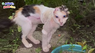 I'm not a monster! Cat's Tearful End After the Fire With 60% Body Left