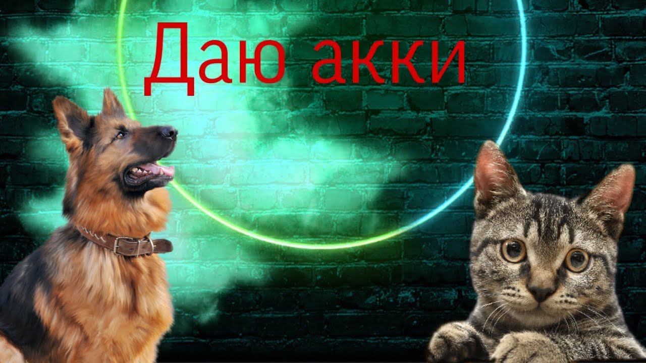 Имя доджи кэт