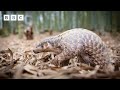 Pangolin perilously faces off an army of ants | Big Little Journeys - BBC