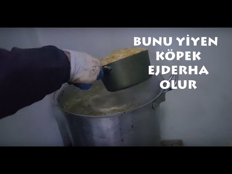 Video: Köpeklerin İdrarında Fazla Protein