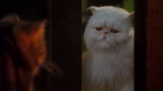 Celebrity stan twitter: because I hate you Profile