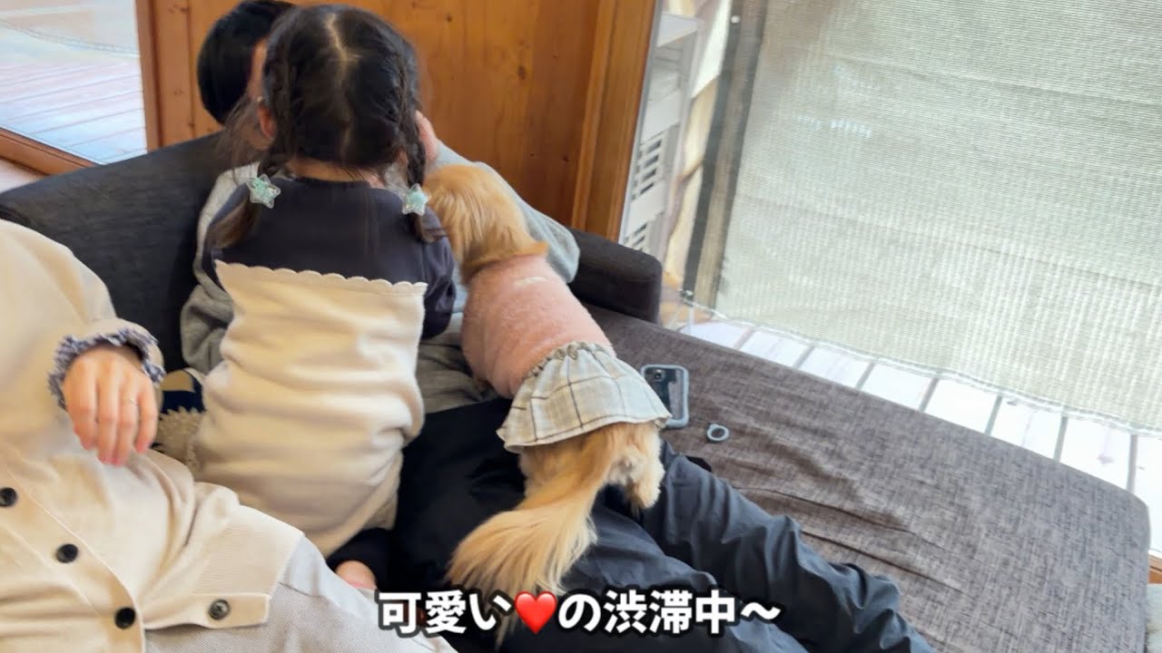 小さいお客様にむぎちゃんオロオロ❤️孫とむぎちゃんが面白い🤣年末年始の帰省
