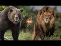 Bear VS African Lion. Who is stronger in a fight?