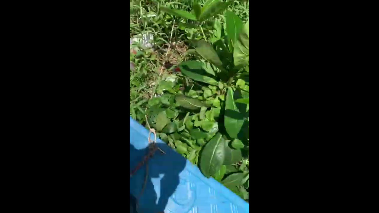 Võ 9m2 máy 3t88 nghĩa địa mới sử dụng 3 tháng giá 32t/0853532782/năng lê vlogs