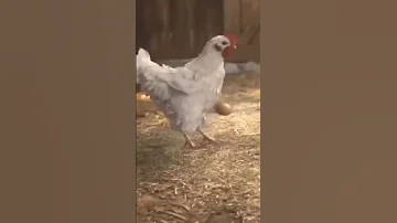دجاج فديو مضحك جدا فيديو مضحك مقطع فيديوهات دجاج 