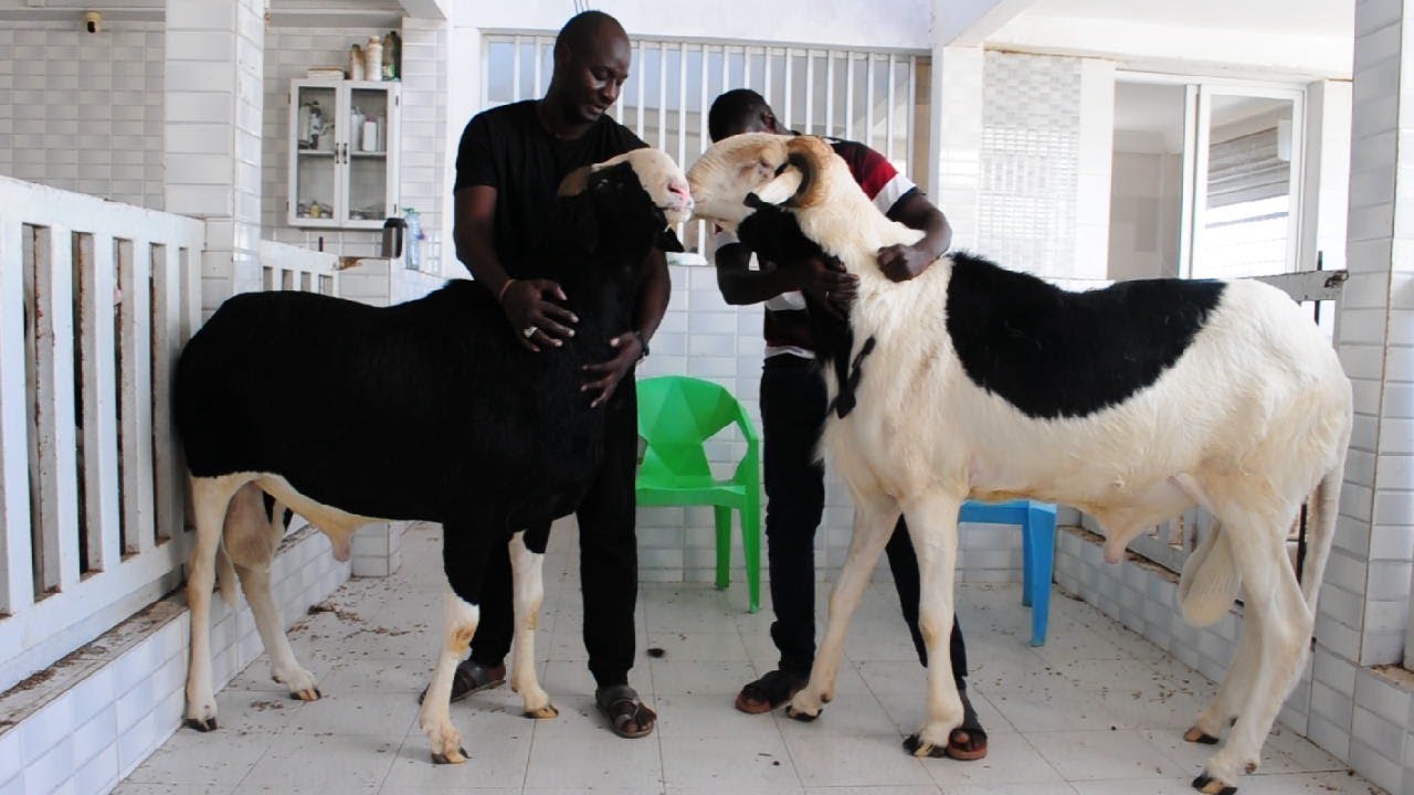 PRODUCTION DE CAPITAL GENERAL TOUMBA A  BBC