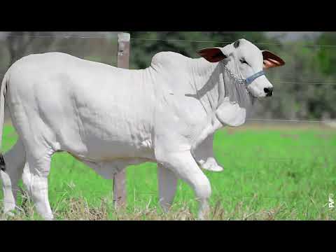 LOTE 06   50% LIRA 3020