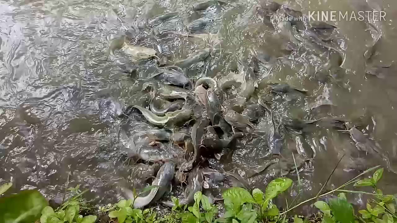 Lele sangkuriang 