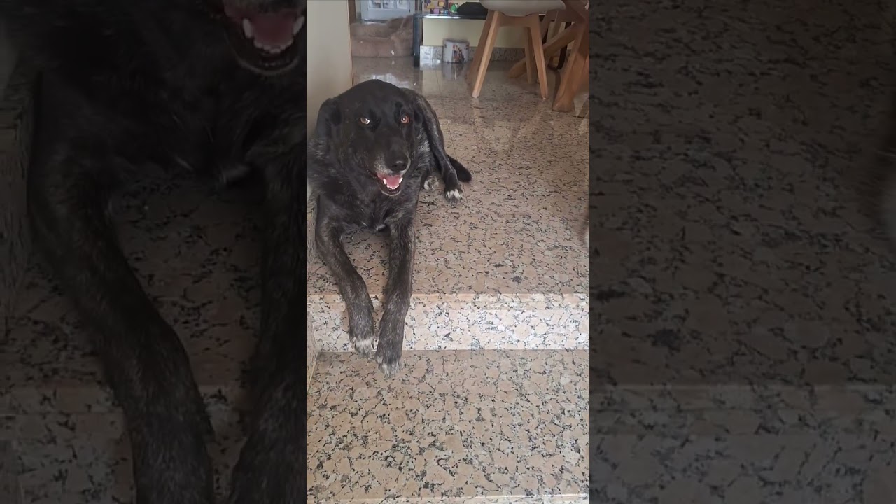 YR+BIRRA+GORDA BELLA VIRALCATHOG JULIETAS Y ROMEO?