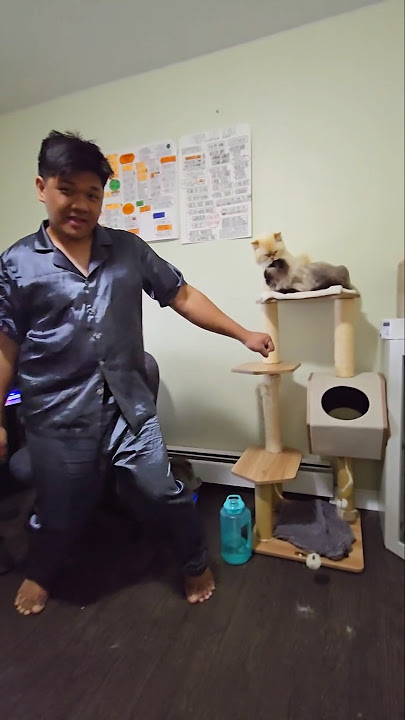 ding ding ding 🐈🤣👨👌🐾#funny #viralvideo #viralshorts #trending #shorts #cute #cat #cats #animals