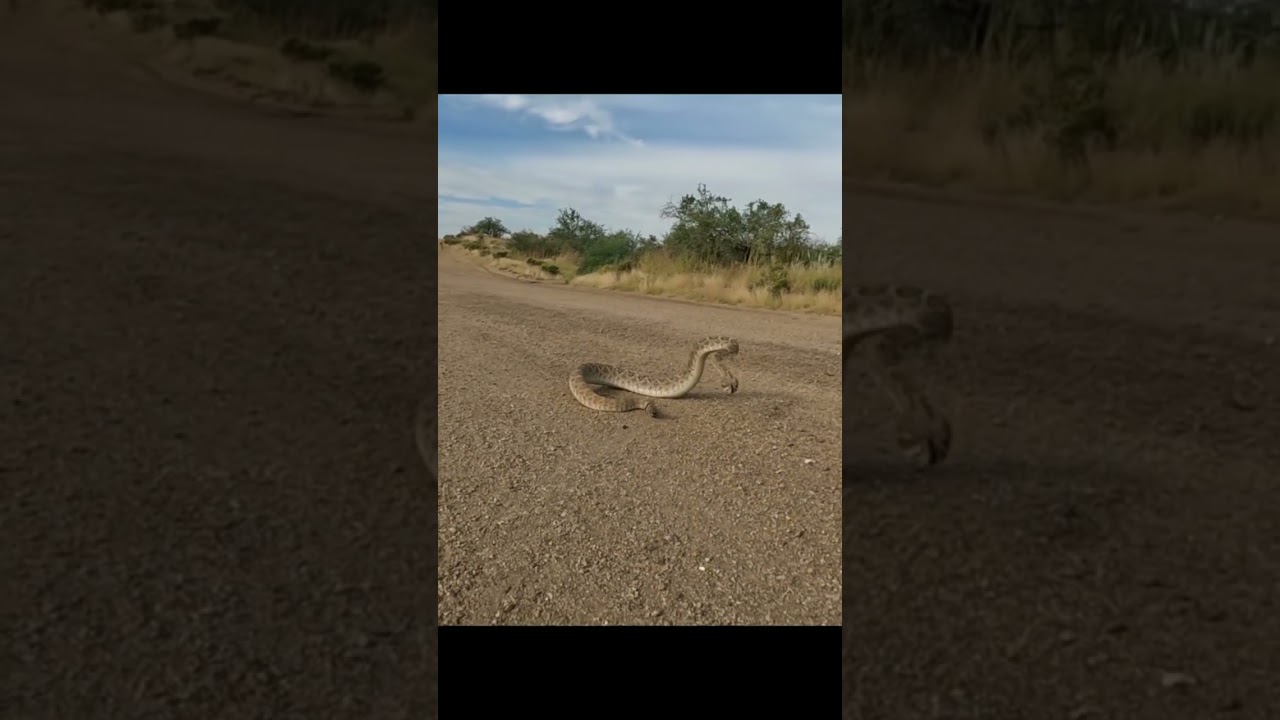 Rattlesnake Tracks - YouTube