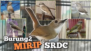 Burung mirip SRDC. Hati2, jangan sampai salah beli.