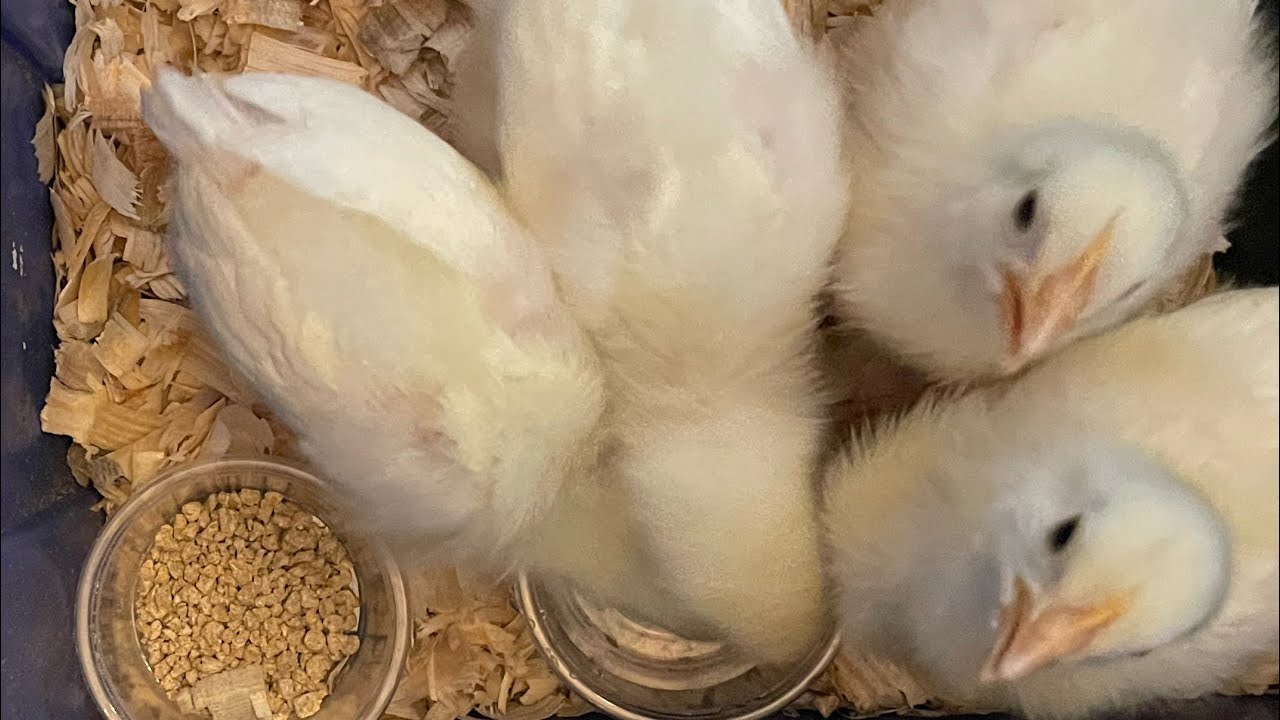 First Time Chicken Owner ….Small Homestead and Side Garden Tour