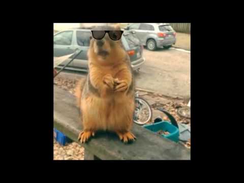 Squirrels Rapping squirrel rapping 'Rap God' by Eminem - YouTube