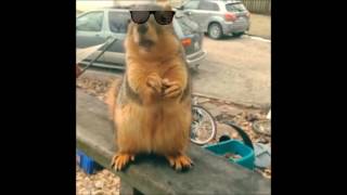 squirrel rapping 'Rap God' by Eminem