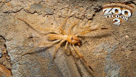 Camel Spider Exhibit Speed Build - Zoo Tycoon 2