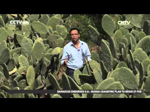 Common cactus fuels Mexican biogas plant