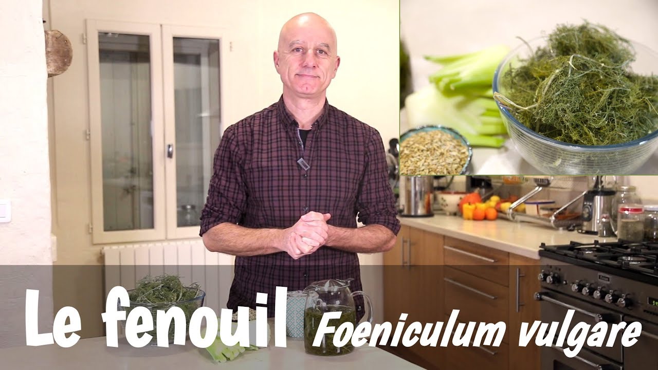 Le fenouil - Tout sur le fenouil (Foeniculum vulgare), histoire, bienfaits  et utilisation en cuisine