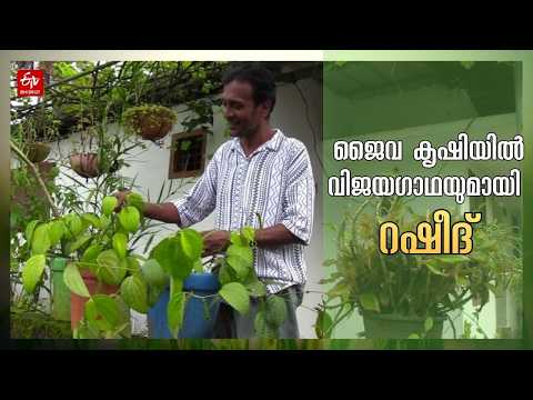 വിഷരഹിത സമൃദ്ധി വിളയിച്ച് റഷീദ് | ORGANIC FARMING IN ERNAKULAM AUTO DRIVER FARMER RASHID |