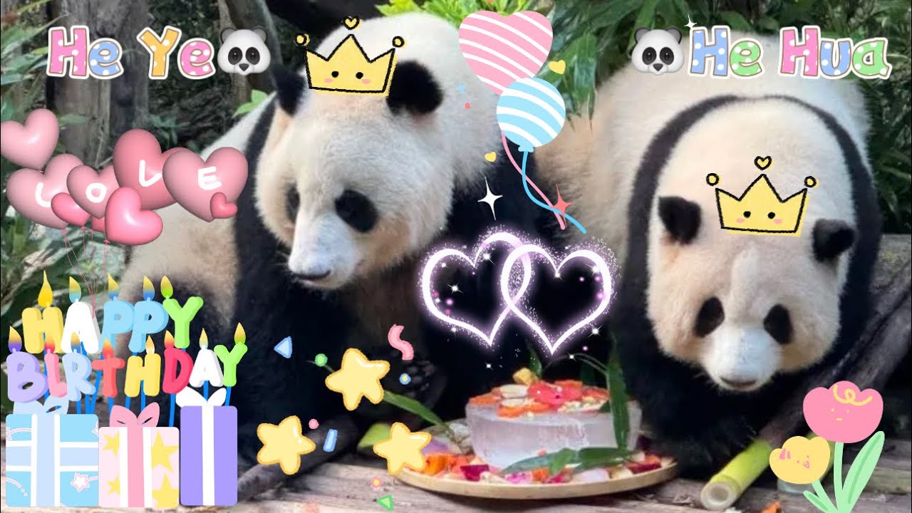 7.4 Happy Birthday to He Hua & He Ye #panda #huahua #heye #birthday #