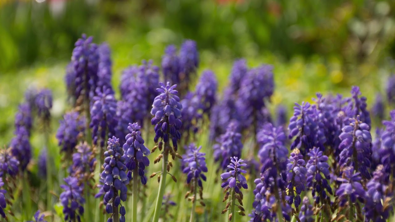 wunderbare Fruhlingsfarbe