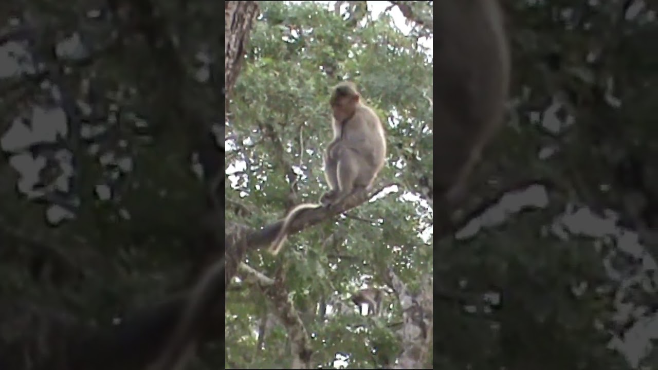 Rhesus Monkeys: Masters of Adaptation in the Wild # Shorts 