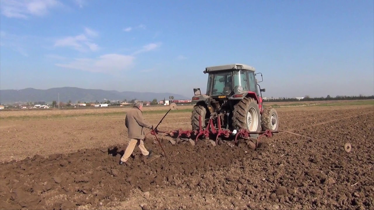 Recuperación de variedades de escanda asturiana.