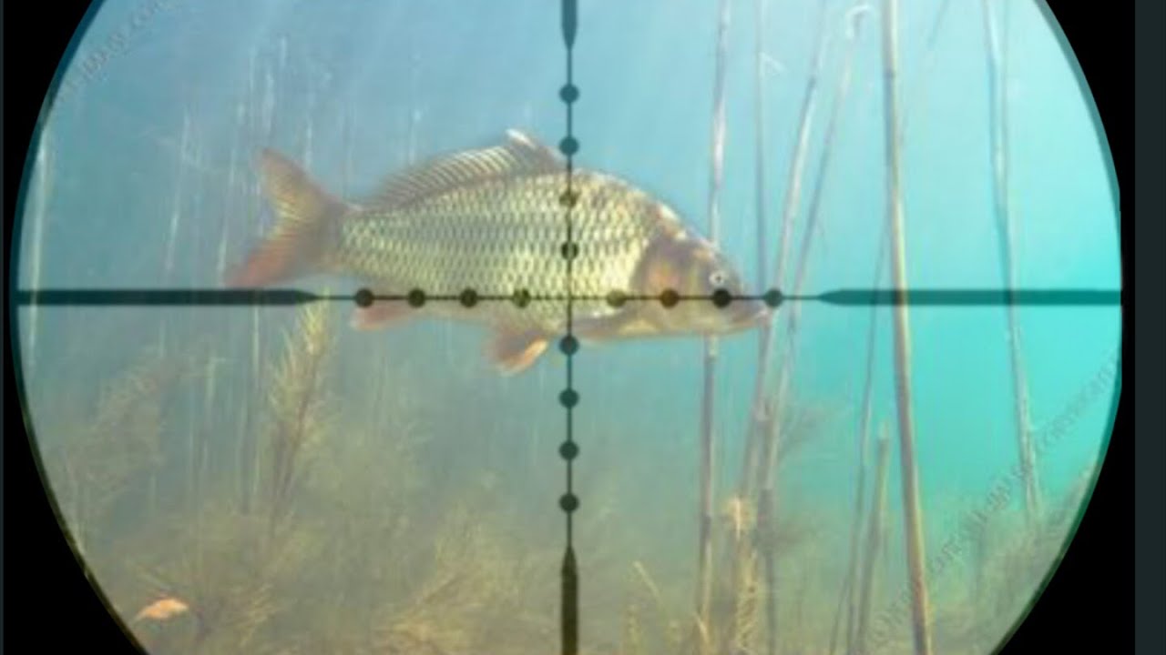 airgun fishing P_3.(P15 PCP) YouTube