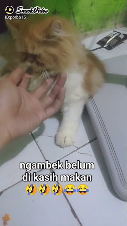 kucing ngambek