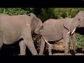 Elephants 🐘