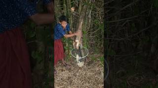 Nangkap Ayam Hutan Sedang Tidur  animals shortsviral  short