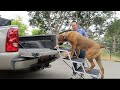 Extra Wide Dog Stairs Review!