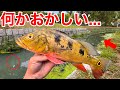 洪水が起きた後の池が何かおかしい...