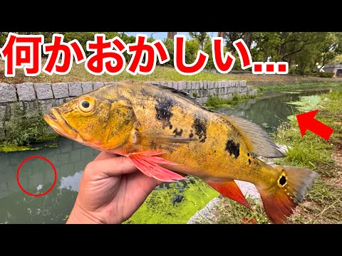 Something is wrong with the pond after the flood...