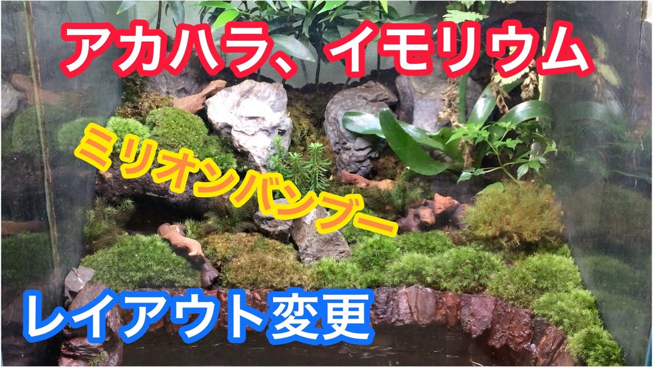 アカハライモリ苔テラリウム】レイアウト変更ミリオンバンブー