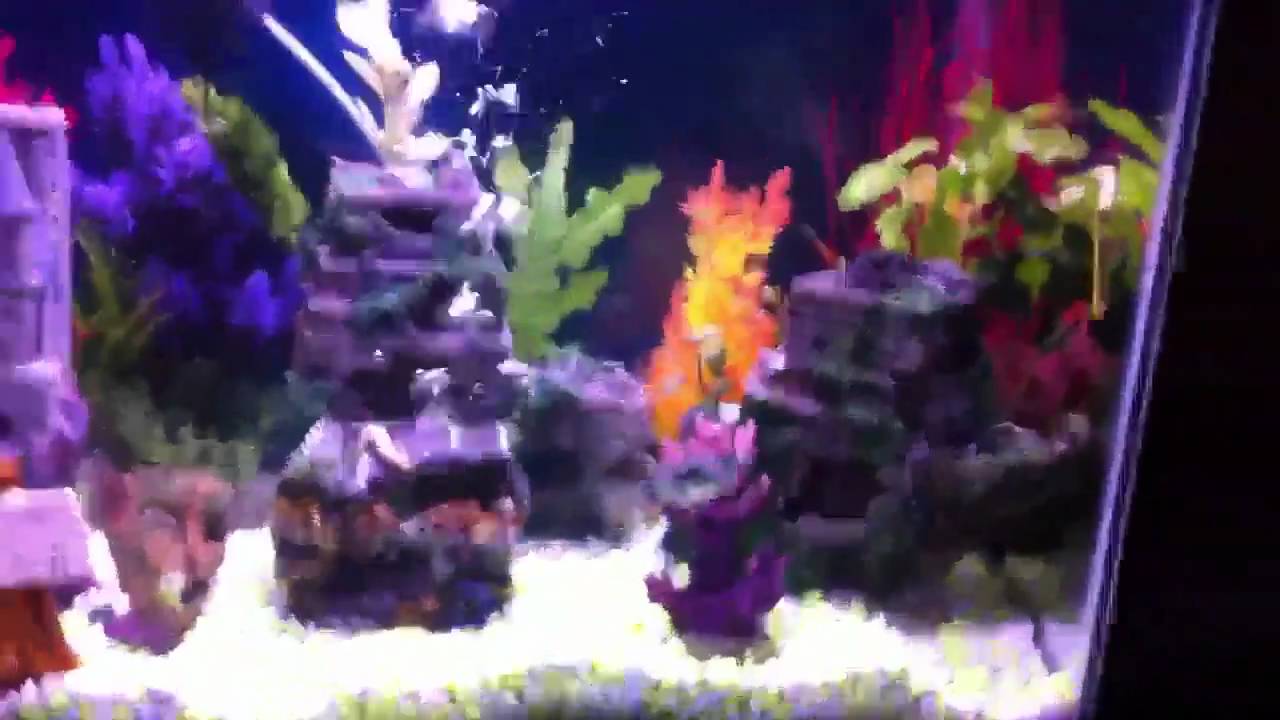 The best aquarium YouTube