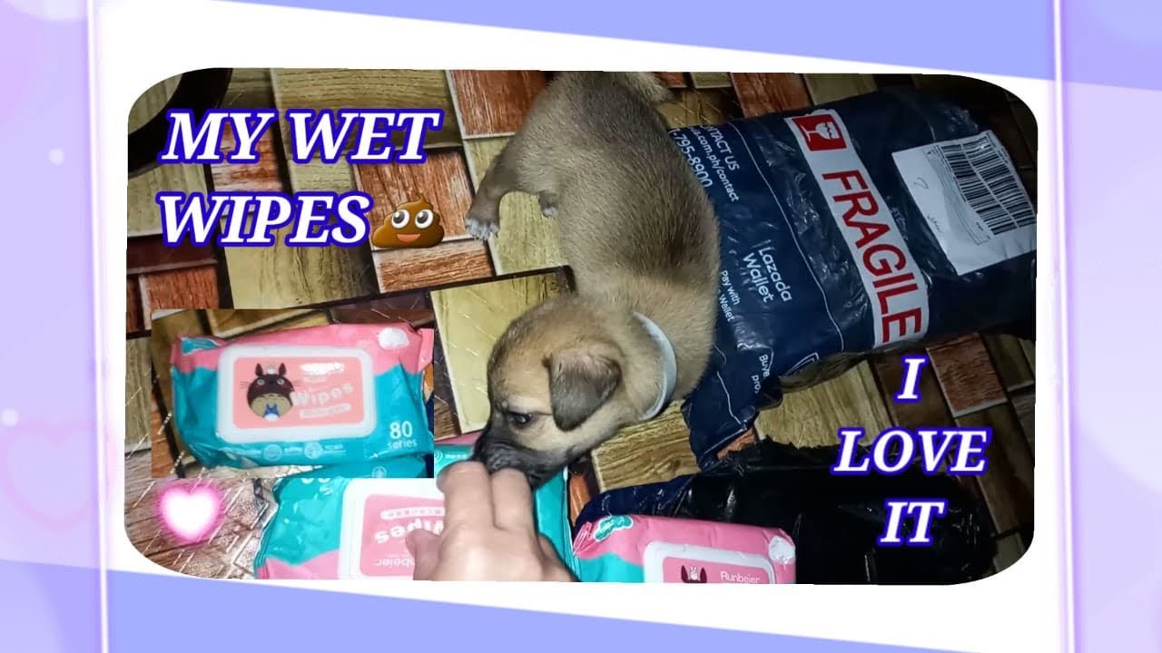 Best Wet Wipes For PuppyCheap But Good QualityUnboxing YouTube