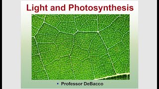 Light and Photosynthesis