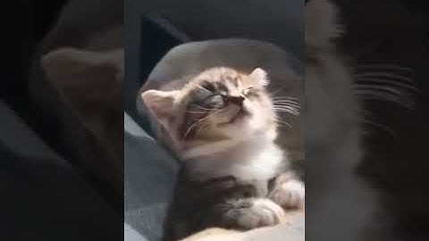 Monday mornings be like 😴 #lazy #cat #trending😂