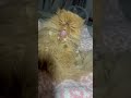 Mila cleaning herself #persian #persiancatcorner #cute #cats #catlover l