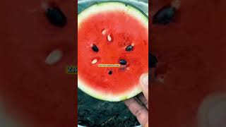 Apple plant in home #song #music #bollywood #arijitsingh #apnabanaleremix