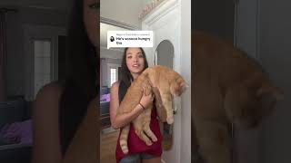 Replying to💬 @franzkatie #cat #kitty #kitten #funnycats @katelynharuko