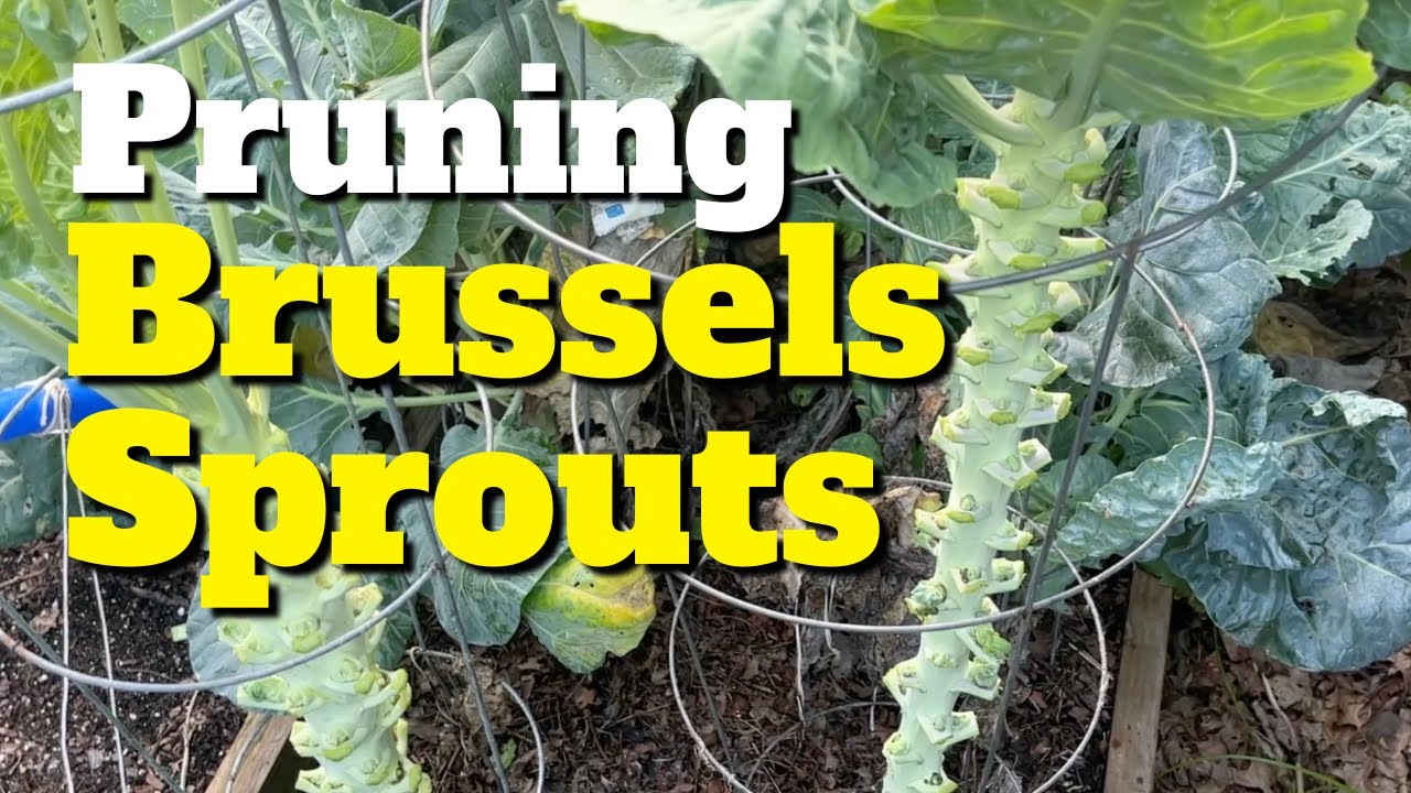 Pruning Brussels Sprouts for Maximum Production YouTube