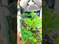 Aquarium hat die Einlaufphase überstanden🥳